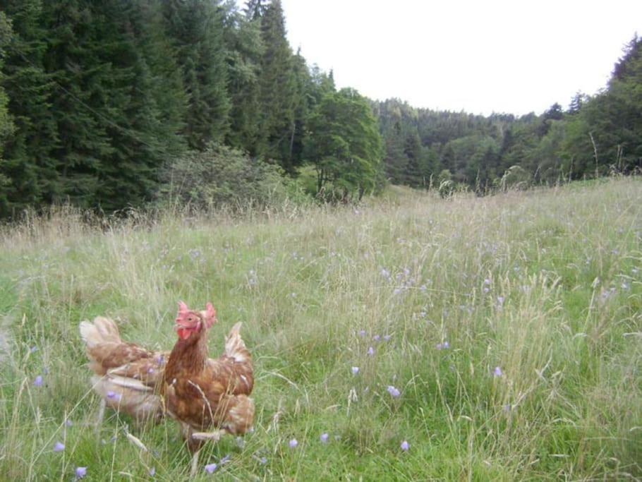 Gite Gretel De La Ferme Du Schneeberg Wangenbourg-Engenthal 외부 사진