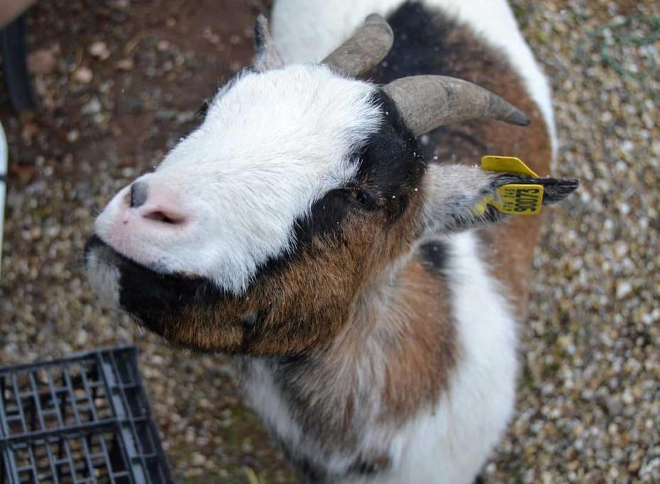 Gite Gretel De La Ferme Du Schneeberg Wangenbourg-Engenthal 외부 사진